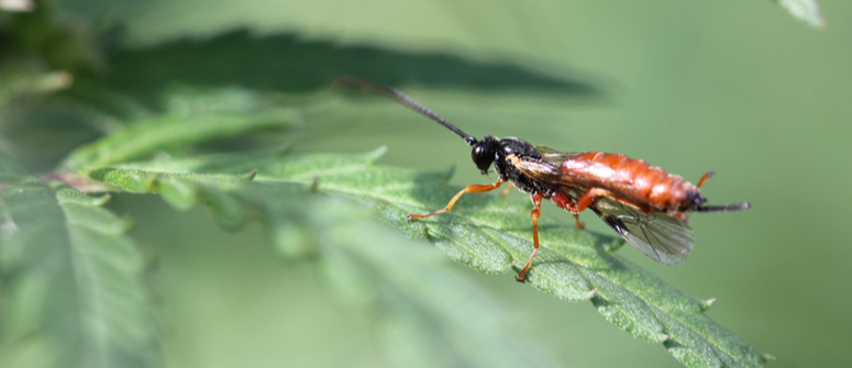 Rove beetles